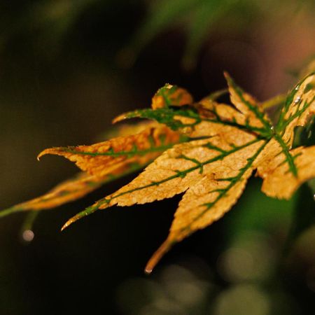 Kanazawa Seiren Le Lotus Bleu Εξωτερικό φωτογραφία